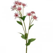 Artikel Stor Masterwort Kunstig Astrania Silkeblomst Hvid Pink L61cm