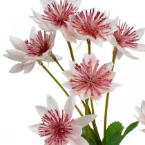 Stor Masterwort Kunstig Astrania Silkeblomst Hvid Pink L61cm