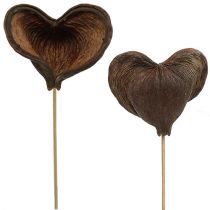 Artikel Badam på pind naturel 6cm - 12cm 23 stk