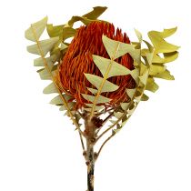 Banksia Baxterii Orange 8 stk