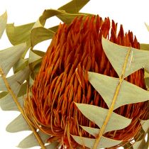 Banksia Baxterii Orange 8 stk