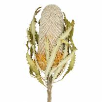 Banksia Hookerana naturel 7 stk