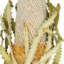 Banksia Hookerana naturel 7 stk