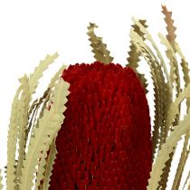 Banksia Hookerana rød 7stk