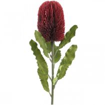 Kunstig blomst Banksia Rød Bourgogne Kunstig eksotik 64cm