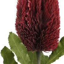 Kunstig blomst Banksia Rød Bourgogne Kunstig eksotik 64cm