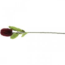 Artikel Kunstig blomst Banksia Rød Bourgogne Kunstig eksotik 64cm