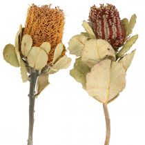 Artikel Banksia coccinea tørrede blomster natur 10 stk