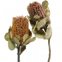 Banksia coccinea tørrede blomster natur 10 stk