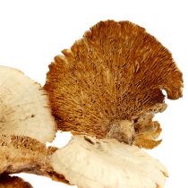 Artikel Træsvamp bleget 1 kg