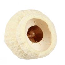 Artikel Bellgum tørret klokkefrugt bleget 2,5-3,5cm 500g
