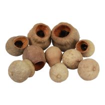 Artikel Bellgum klokke frugt kapsel frugt naturlig dekoration brun 500g