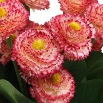 Artikel Kunstig blomst, kunstig bellis i en flok, tusindfryd hvid-pink L32cm 10 stk.