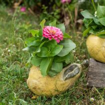 Artikel Pære til plantning, efterårsdekoration, betonkar L19cm H15,5cm