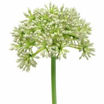 Artikel Allium kunstig hvid 55cm