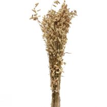 Artikel Tørret blomst skælvende græs naturlig Briza prydgræs 60cm 100g