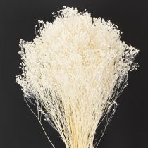 Artikel Broom Bloom blegede tørrede blomster hvide lang holdbarhed 100g