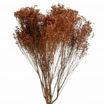 Artikel Tørrede blomster Broom Bloom Brown 170g