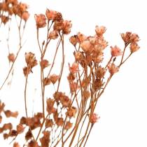 Artikel Tørrede blomster Broom Bloom Brown 170g