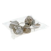 Artikel Buddha nødder 8-10cm hvidvaskede 10 stk