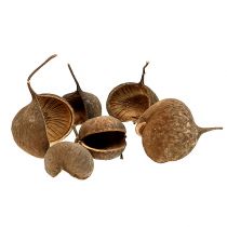 Artikel Buddha Nut Natural 15 stk