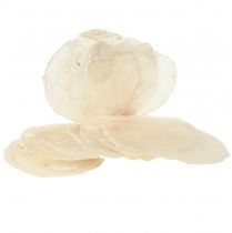 Artikel Capiz-skaller Capiz-skiver perlemor-skiver naturlig 7,5-9,5 cm 300g