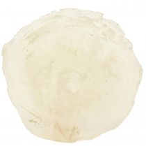 Artikel Capiz-skaller Capiz-skiver perlemor-skiver naturlig 7,5-9,5 cm 300g