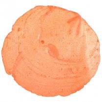 Artikel Capiz-skaller Capiz-skiver perlemor-skiver appelsin 7,5–9,5 cm 300g