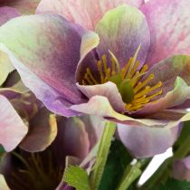 Artikel Kunstig julerosebuket med lilla blomster, 35 cm, 6 stk.