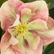 Artikel Kunstig Helleborus potteplante, julerose, til boligdekoration, 50 cm