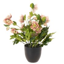 Artikel Kunstig Helleborus potteplante, julerose, til boligdekoration, 50 cm