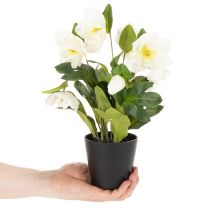Artikel Kunstig julerose, potteplante, borddekoration, 34 cm