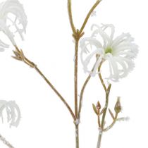 Clematis gren hvid strømmet 62 cm 3stk