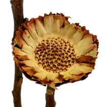 Artikel Compacta Rosette Light 50 stk