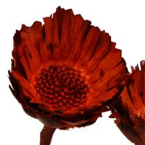 Artikel Compacta Rosette orange 40 stk