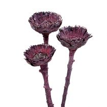 Artikel Compacta Rosette Frosted Blackberry 20 stk