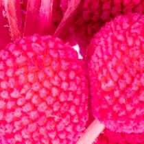 Artikel Craspedia tørrede blomsterbuket til blomsterhandel, 55 cm, 20 stk.