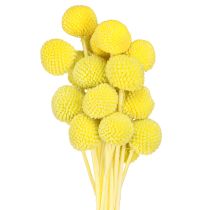 Artikel Craspedia farvede tørrede blomster gulgrønne 50-55cm 20stk