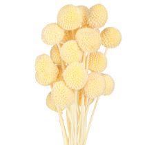Artikel Craspedia farvede trommestikker creme 50-55cm 20stk