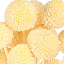 Artikel Craspedia farvede trommestikker creme 50-55cm 20stk