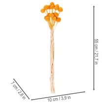Artikel Craspedia tørrede blomsterbuket 55 cm 20 stk.
