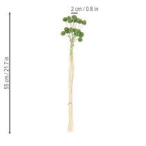 Artikel Tørrede Craspedia blomsterkugler til stilfuld efterårsdekoration, 55 cm, 20 stk.