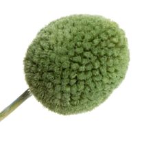 Artikel Tørrede Craspedia blomsterkugler til stilfuld efterårsdekoration, 55 cm, 20 stk.