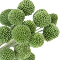 Artikel Tørrede Craspedia blomsterkugler til stilfuld efterårsdekoration, 55 cm, 20 stk.