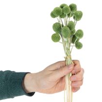 Artikel Tørrede Craspedia blomsterkugler til stilfuld efterårsdekoration, 55 cm, 20 stk.