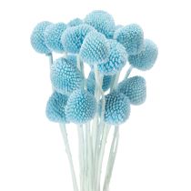 Artikel Craspedia tørrede blomsterdekoration til vase, minimalistisk stil, langvarig sommerdekoration, 55 cm, 20 stk.