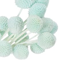 Artikel Tørrede Craspedia-blomster, dekorativ buket til stue, borddekoration, bryllup, 55 cm, 20 stk.