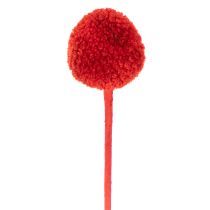 Artikel Tørrede Craspedia-blomster, farvede, med lange stilke, 55 cm, 20 stk.