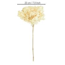Artikel Dekorativ hortensia cremefarvet ægte blomst konserveret Ø20cm 1 stk.