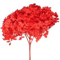 Artikel Dekorativ hortensia konserveret tørret blomst rød Ø20cm 1 stk